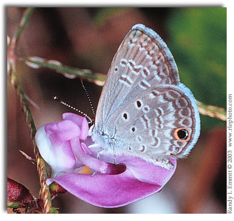 Ceraunus Blue, Hemiargus ceraunus