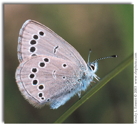 Silvery Blue, Glaucopsyche lygdamus