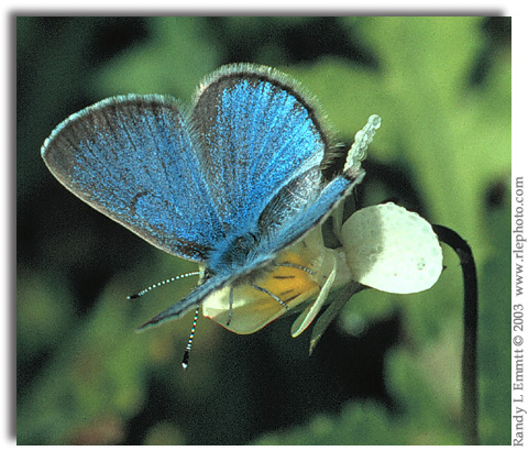 Silvery Blue, Glaucopsyche lygdamus