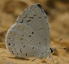 Appalachian Azure