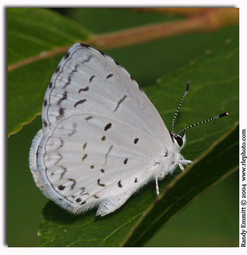 Summer Azure, Celastrina neglecta