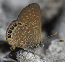 Eastern Pygmy-Blue