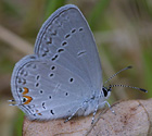 Eastern Tailed-Blue