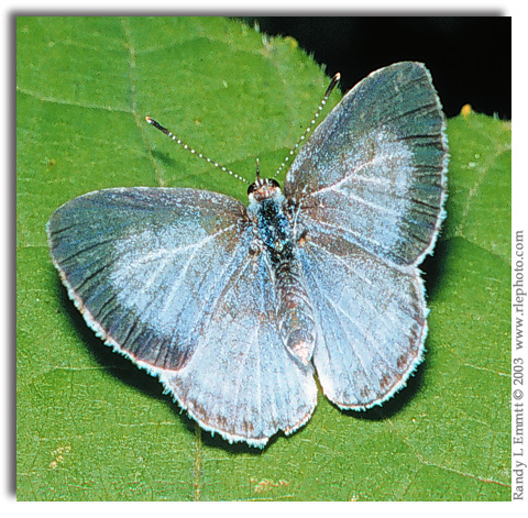 Summer Azure, Celastrina neglecta female