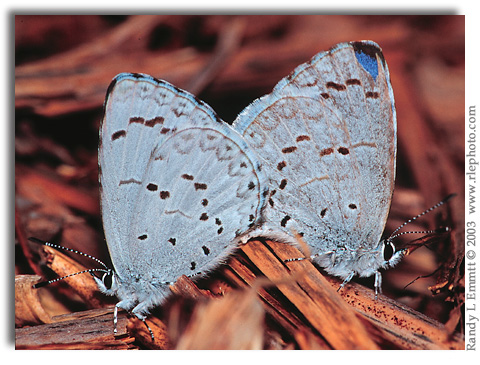 Summer Azure, Celastrina neglecta mated pair