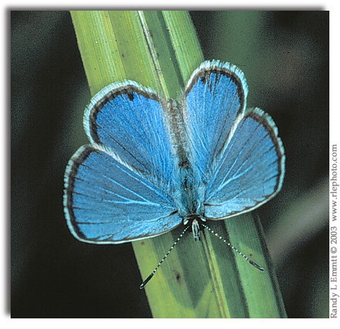 Ceraunus Blue, Hemiargus ceraunus