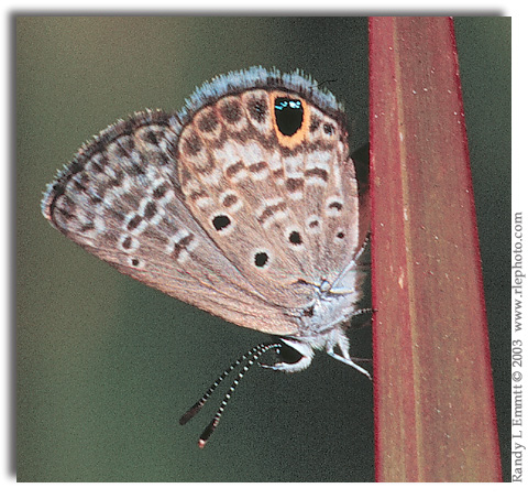 Ceraunus Blue, Hemiargus ceraunus