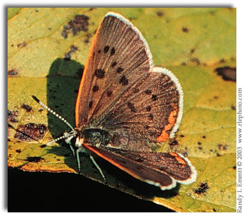 Bog Copper, Lycaena epixanthe (female)