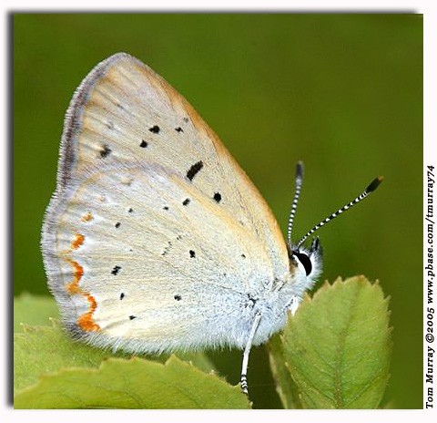 Bog Copper, Lycaena epixanthe