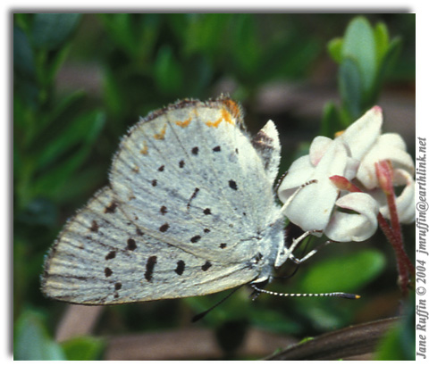 Bog Copper, Lycaena epixanthe