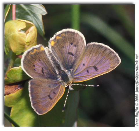 Bog Copper, Lycaena epixanthe (male)