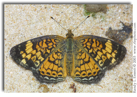 Pearl Crescent, Phyciodes tharos (female)