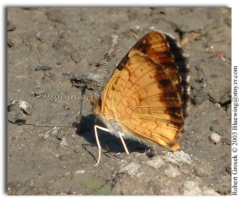Northern Crescent, Phyciodes selenis