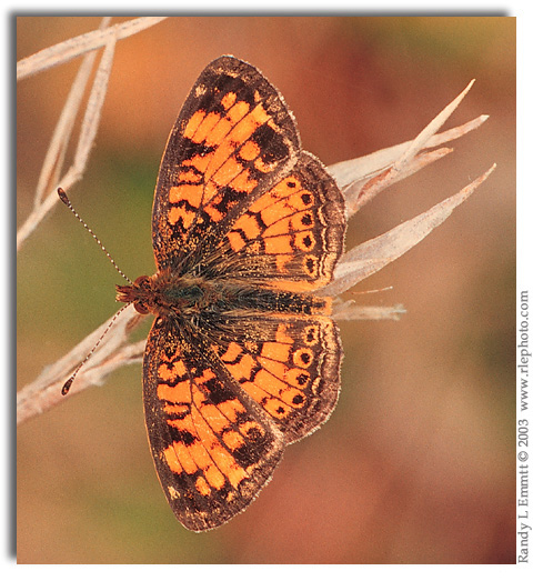 Pearl Crescent, Phyciodes tharos (male)