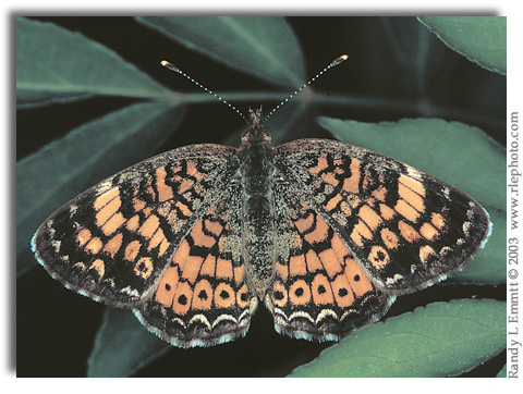Pearl Crescent, Phyciodes tharos (female)