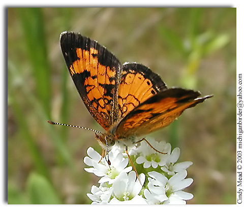 Northern Crescent, Phyciodes selenis