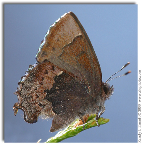 Henry's Elfin, Callophrys henrici