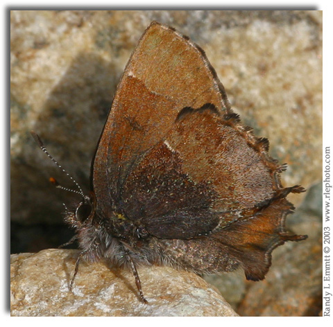 Henry's Elfin, Callophrys henrici