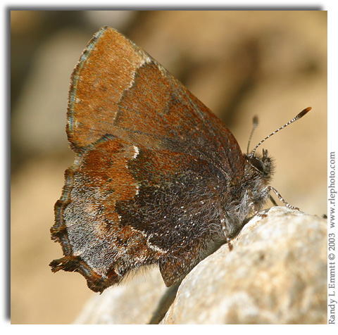 Henry's Elfin, Callophrys henrici