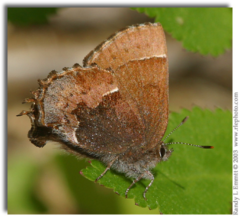 Henry's Elfin, Callophrys henrici