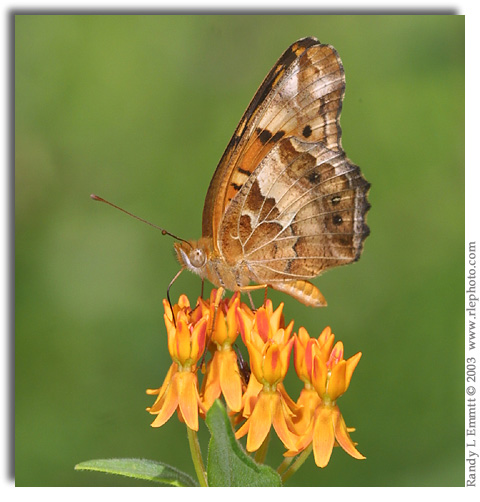 Variegated Fritillary on Butterflyweed.