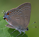 Edwards' Hairstreak