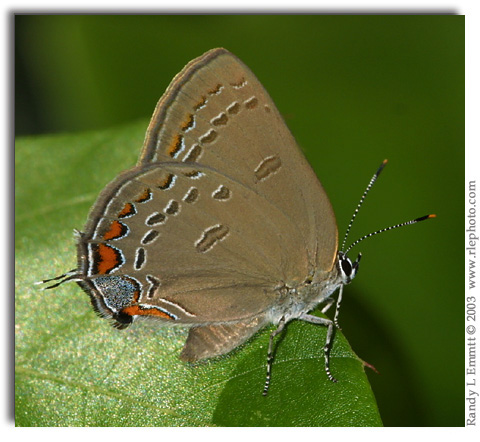 Edwards' Hairstreak, Satyrium edwardii (female)