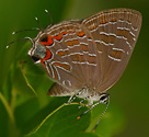 Striped Hairstreak