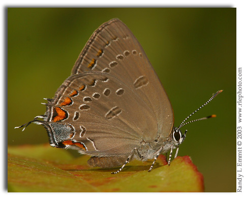 Edwards' Hairstreak, Satyrium edwardii (female)