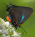 Great Purple Hairstreak