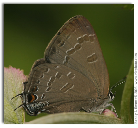 Hickory Hairstreak, Satyrium caryaevorum (female)