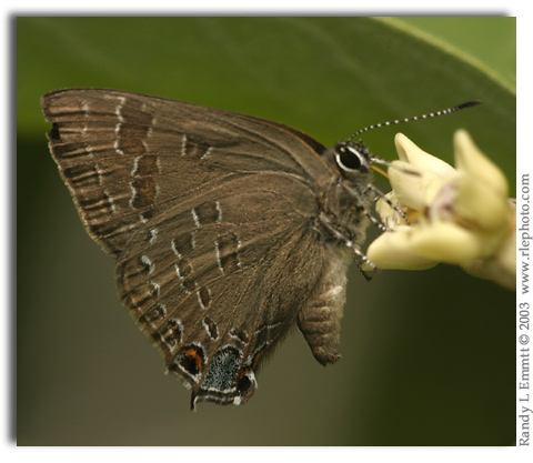 Hickory Hairstreak, Satyrium caryaevorum  (male)