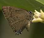 Hickory Hairstreak