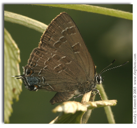 Hickory Hairstreak, Satyrium caryaevorum (male)