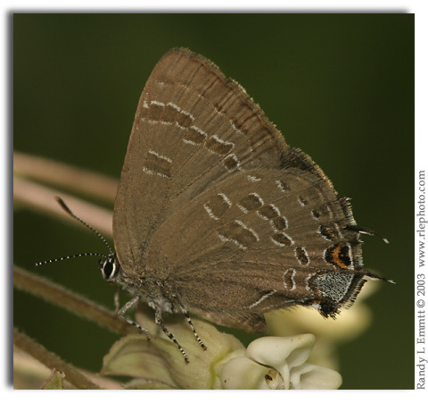 Hickory Hairstreak, Satyrium caryaevorum (female)