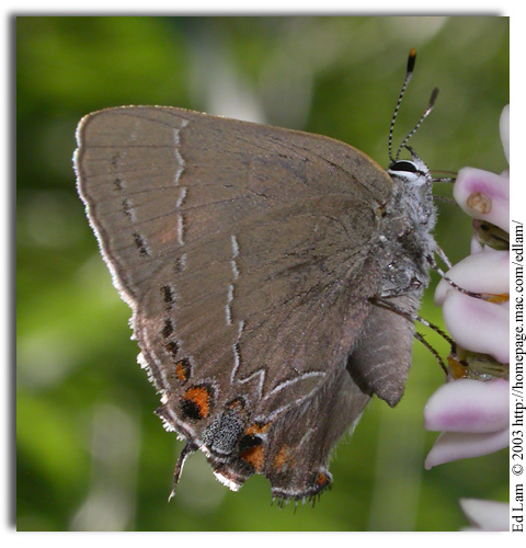 Oak Hairstreak, Satyrium favonius