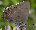 Oak Hairstreak