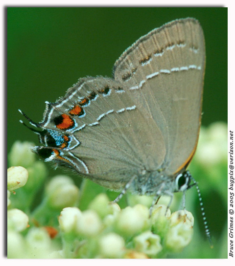 Oak Hairstreak, Satyrium favonius