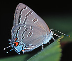 Banded Hairstreak