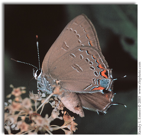 Edwards' Hairstreak on New Jersey Tea, Ceanothus americanus. 