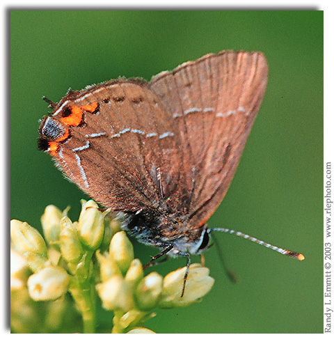 Oak Hairstreak, Satyrium favonius