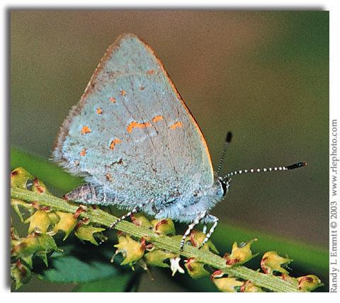 Early Hairstreak, Erora laeta