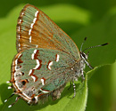 Olive Hairstreak 