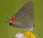 Gray Hairstreak