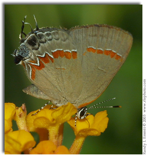 Red-banded Hairstreak, Calycopis cecrops