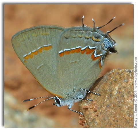 Red-banded Hairstreak, Calycopis cecrops (male)