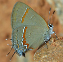 Red-banded Hairstreak