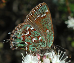 Hessel's Hairstreak