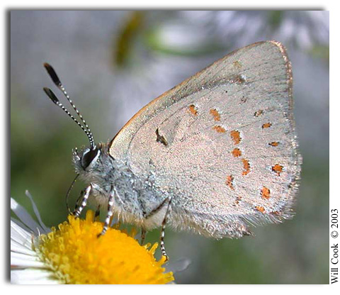 Early Hairstreak, Erora laeta