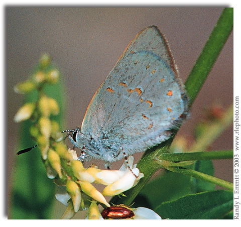 Early Hairstreak on White Sweet Clover Melilotus alba.